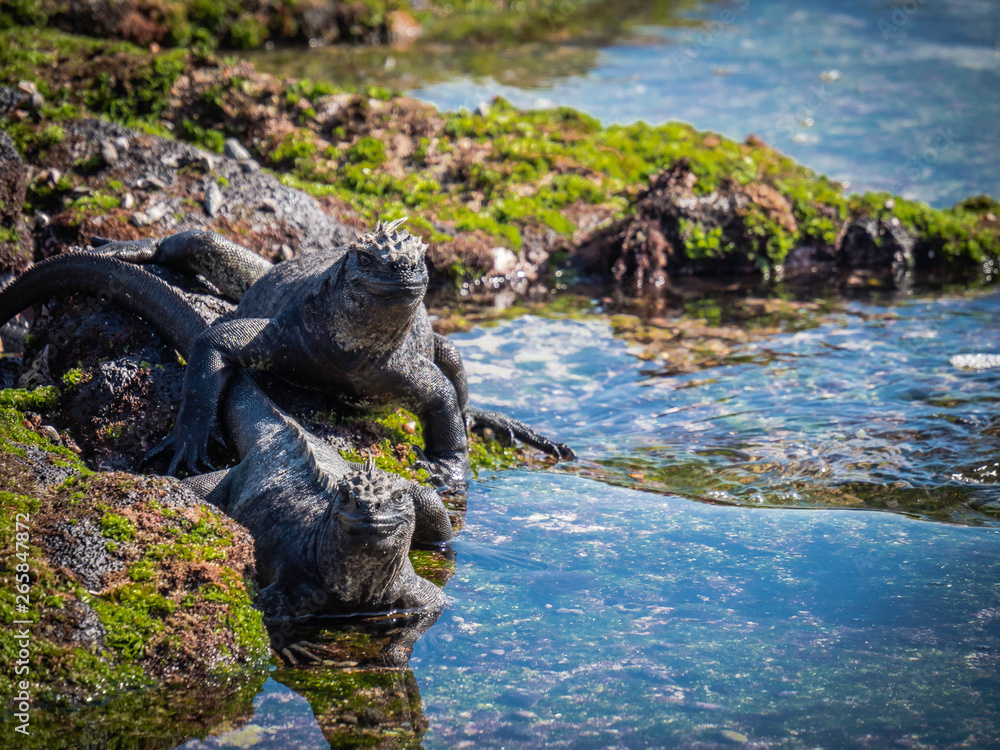 Two marine iguanas sunbathing near Galapagos Islands, Ecuador