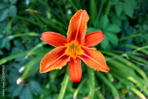 flower orange lily garden