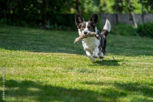 Welsh Corgi Cardigan tricolor with brindle points, running in garden © MF Photo