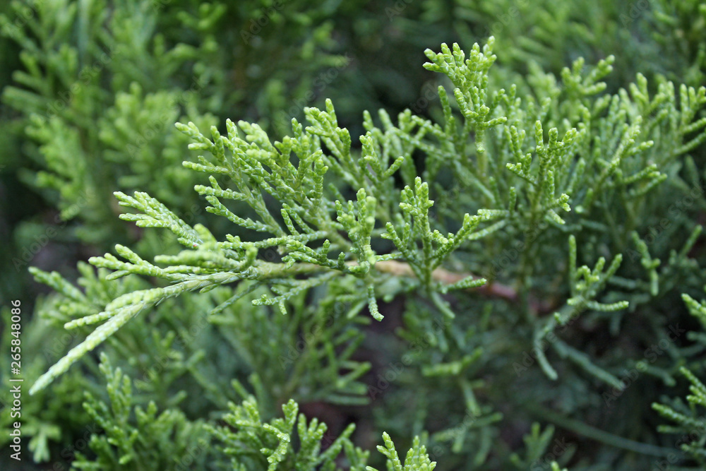beautiful juniper garden beautiful juniper garden
