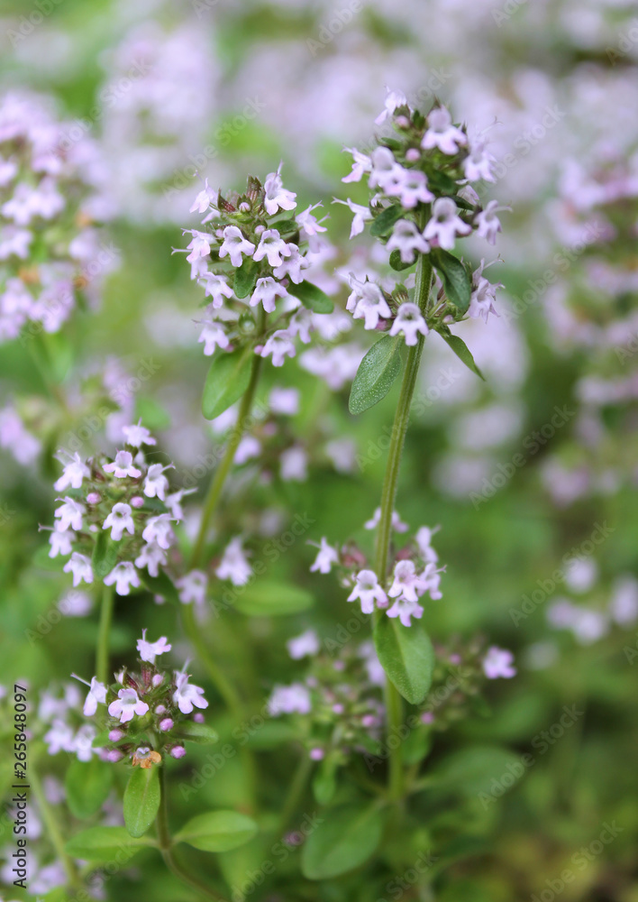 beautiful flower thyme garden beautiful flower thyme garden