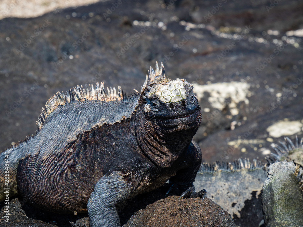marine iguanas sunbathing near Galapagos Islands, Ecuador