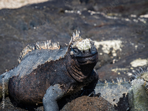 Obraz na płótnie marine iguanas sunbathing near Galapagos Islands, Ecuador w salonie