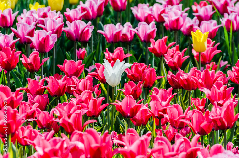 large blooming flower bed with pink hybrid tulips large blooming flower bed with pink hybrid tulips