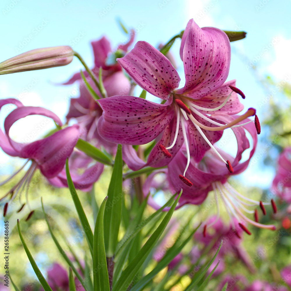 Fototapeta premium pink lily garden