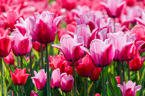 large blooming flower bed with pink hybrid tulips