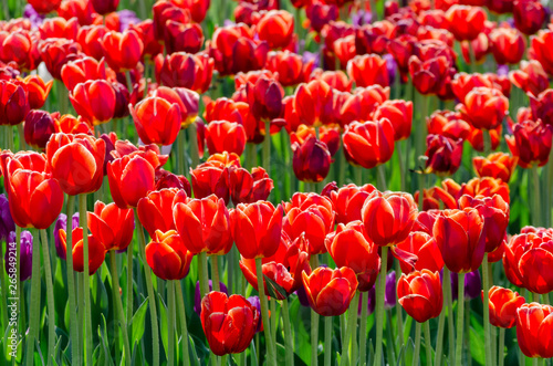 large blooming flower bed with scarlet red hybrid tulips