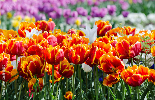large blooming flower bed with scarlet red and yellow hybrid tulips © Sofiia