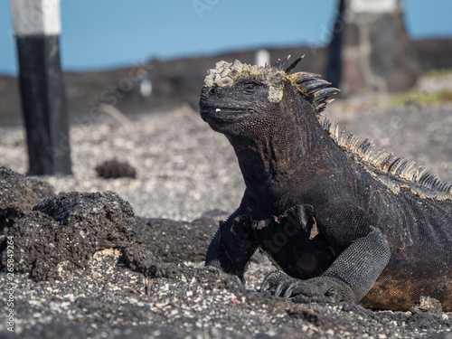 marine iguanas sunbathing near Galapagos Islands, Ecuador