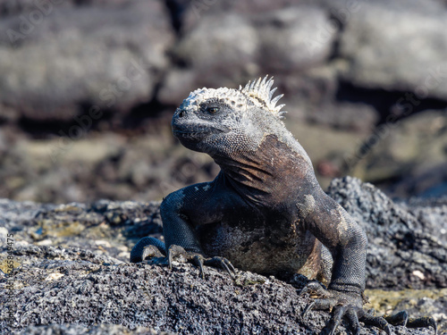 baby marine iguanas sunbathing near Galapagos Islands  Ecuador