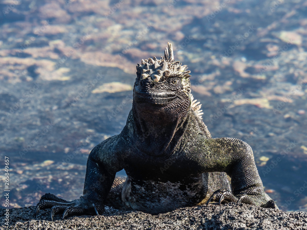 marine iguanas sunbathing near Galapagos Islands, Ecuador