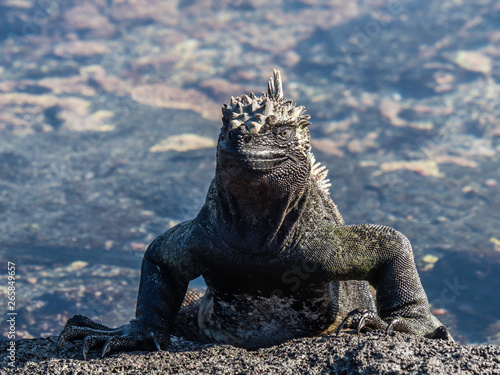 marine iguanas sunbathing near Galapagos Islands, Ecuador