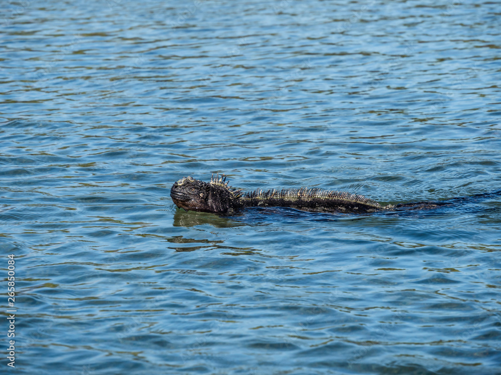 marine iguana swimming and feeding near Galapagos Islands, Ecuador