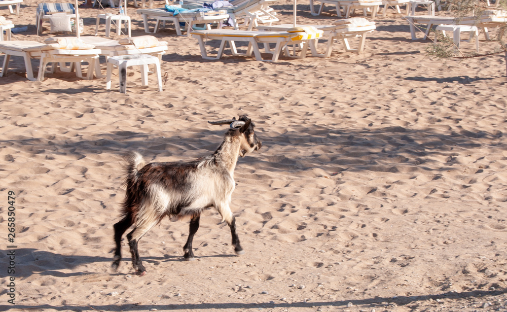 Goat on the beach Goat on the beach