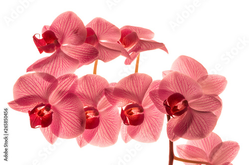 Pink orchid phalaenopsis isolated on white background
