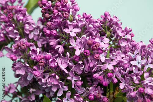 Purple lilac flowers spring blossom background