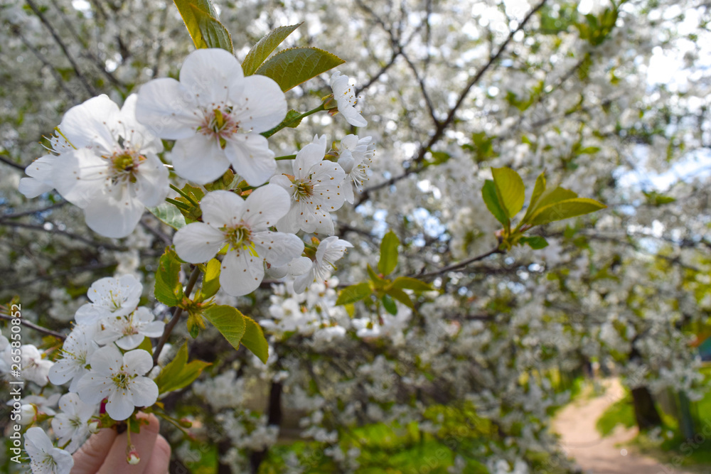 White cherry blossoms. Branch of a blossoming cherry tree with beautiful white flowers. White cherry blossoms. Branch of a blossoming cherry tree with beautiful white flowers.