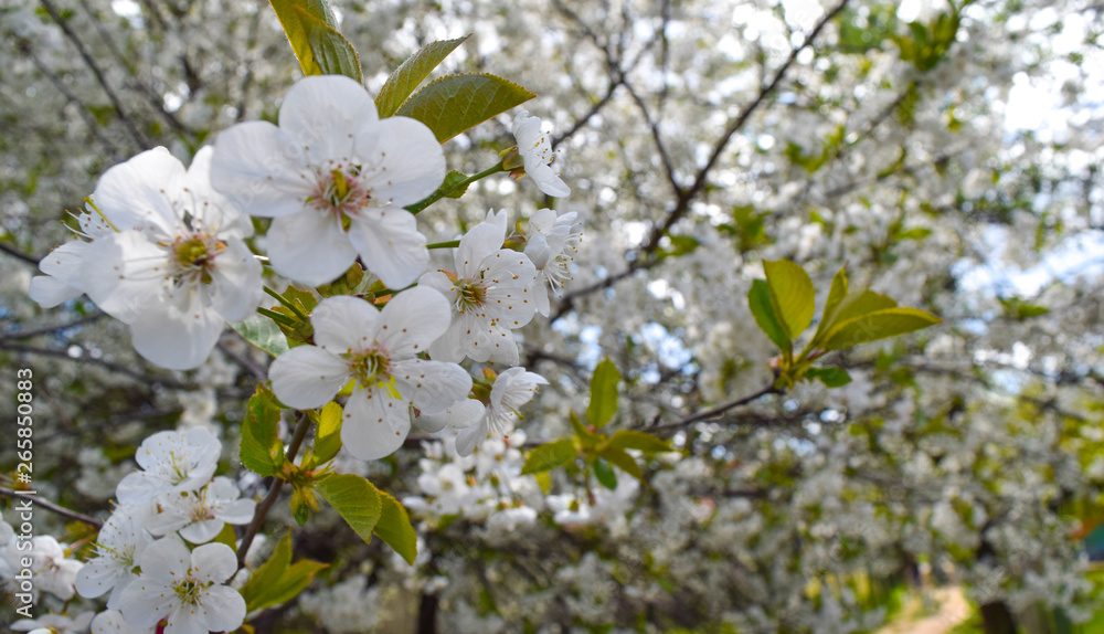 White cherry blossoms. Branch of a blossoming cherry tree with beautiful white flowers. White cherry blossoms. Branch of a blossoming cherry tree with beautiful white flowers.