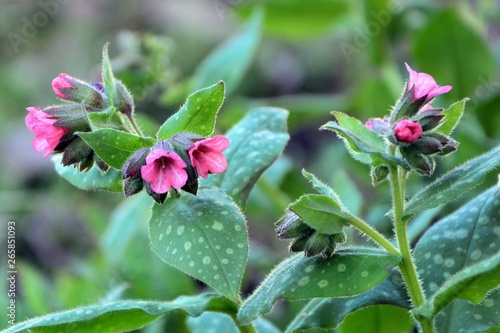 flowers of lungwort -a plant with amazing green leaves with white spots in the garden in the spring close-up.