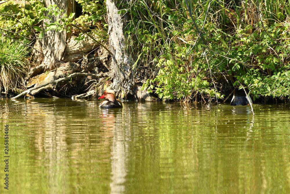 The wild duck is sleeping on the water and drifting the stream of the pond The wild duck is sleeping on the water and drifting the stream of the pond