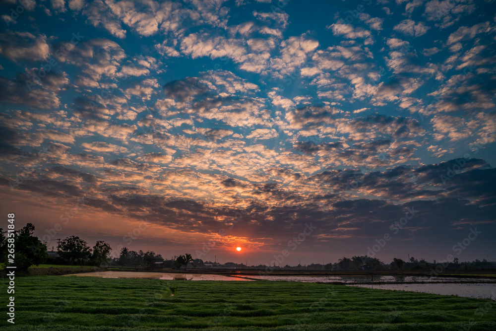 Sunset over farm rice field in Chiang Rai, Thailand. Rice farming plantation. Farming agriculture concept, summer Sunset over farm rice field in Chiang Rai, Thailand. Rice farming plantation. Farming agriculture concept, summer