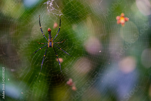 Huge banana spider on its web or the golden silk orb-weaver, the writing spider, the giant wood spider.