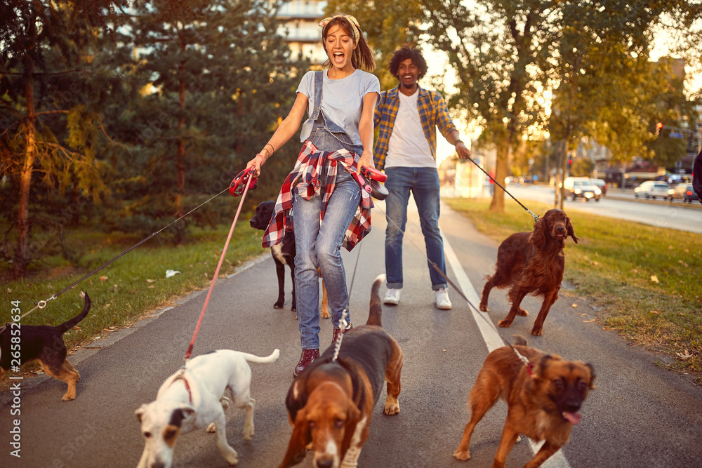 Professional Dog Walker - funny walking with with dogs.. Stock Photo |  Adobe Stock