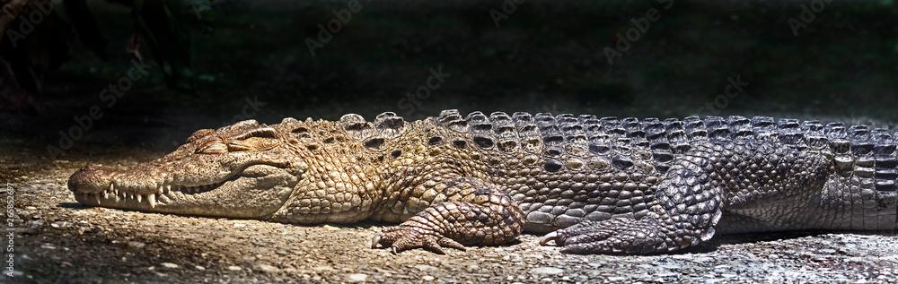 Philippine crocodile on the ground. Latin name - Crocodylus mindorensis Philippine crocodile on the ground. Latin name - Crocodylus mindorensis