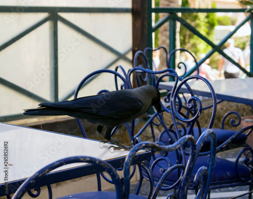 raven with a piece of bread in its beak on the table
