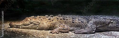 Philippine crocodile on the ground. Latin name - Crocodylus mindorensis 