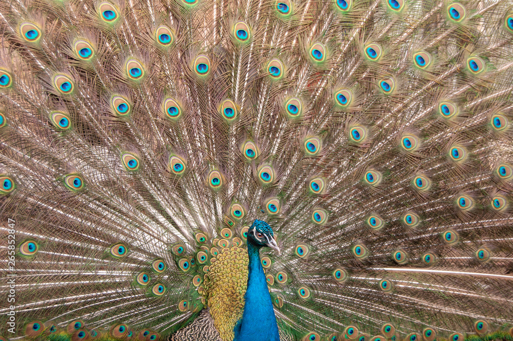 Obraz premium peacock