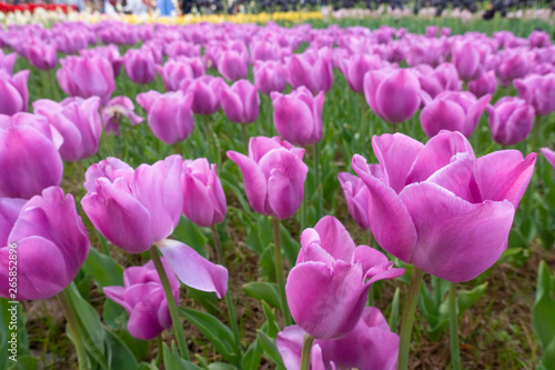 Purple alibi tulips in full bloom
