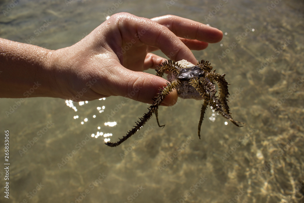 starfish in hand