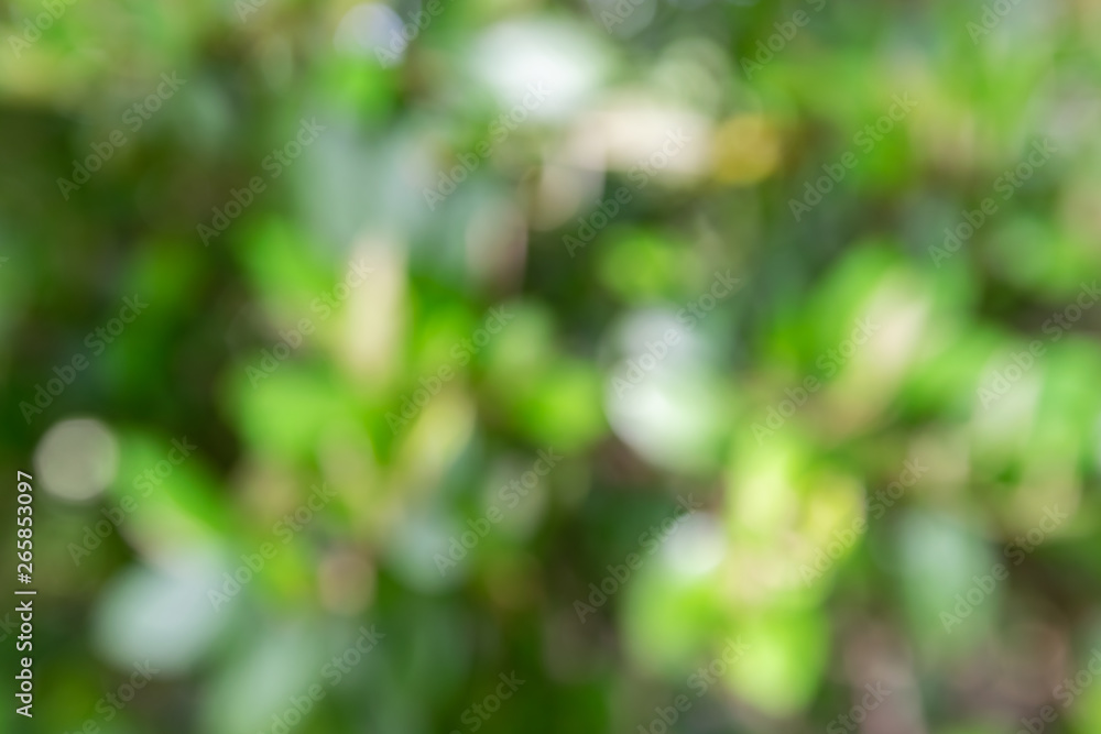 Nature,environment,parks,forests and texture concept: natural blurred background with forest plants. Nature,environment,parks,forests and texture concept: natural blurred background with forest plants.