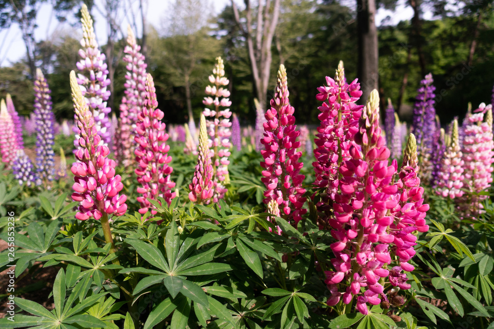 Obraz premium Lupinus, lupin, lupine field with pink purple and red flowers. 
