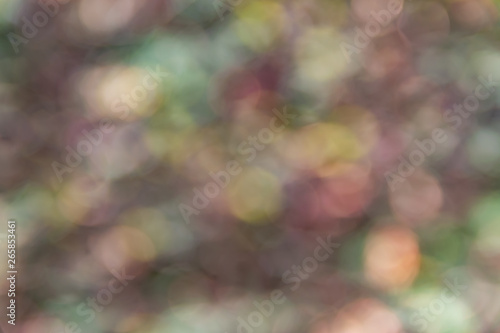 Nature,environment,parks,forests and texture concept: natural blurred background with forest plants.