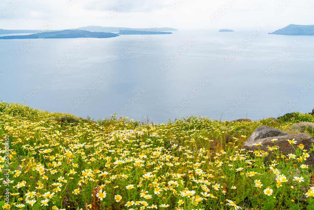 Santorini landscape near Oia with wild flowers and Aegean Sea, Greece