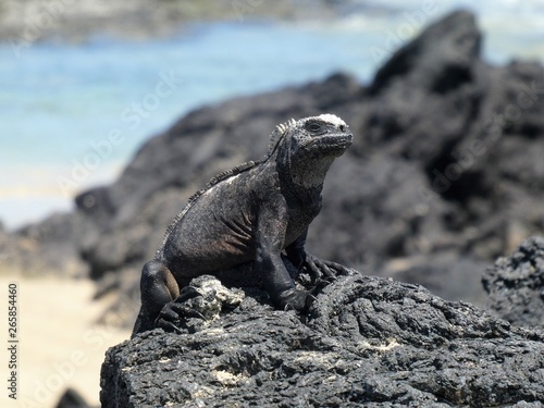 marine iguana