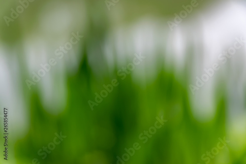 Nature,environment,parks,forests and texture concept: natural blurred background with forest plants.