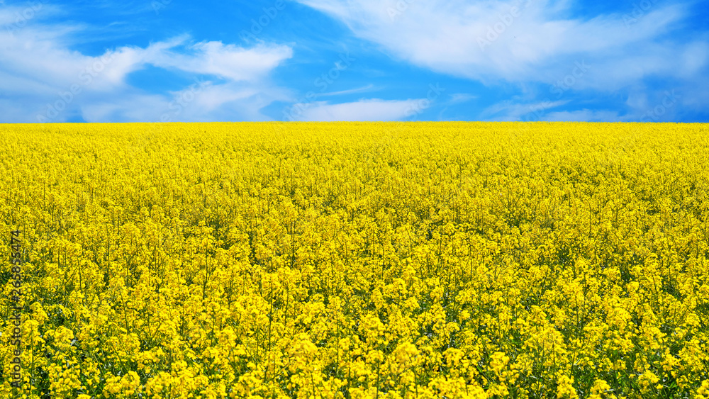 Fototapeta premium Pole rzepaku
