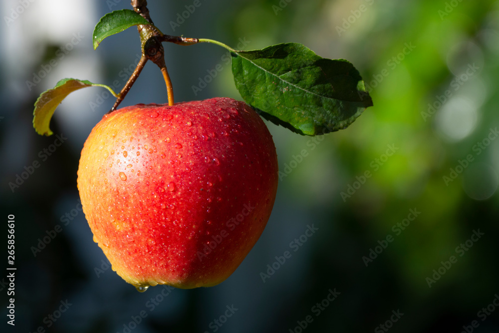 Harvesting apples in garden, autumn harvest season in fruit orchards Harvesting apples in garden, autumn harvest season in fruit orchards