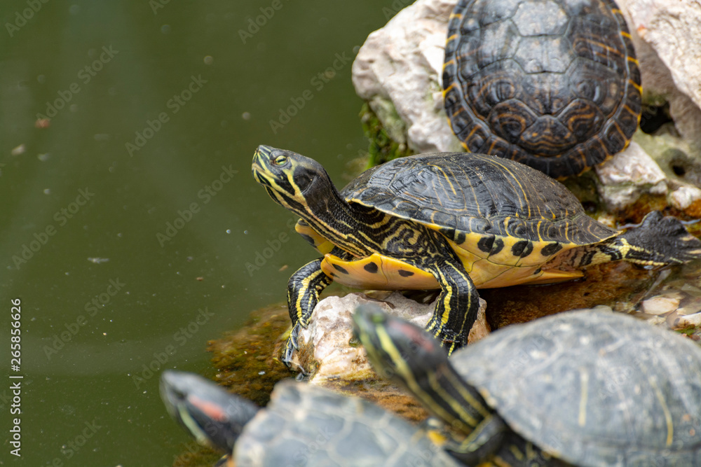 Fototapeta premium Yellow-bellied slider, land and water turtle, sunbathing in pond