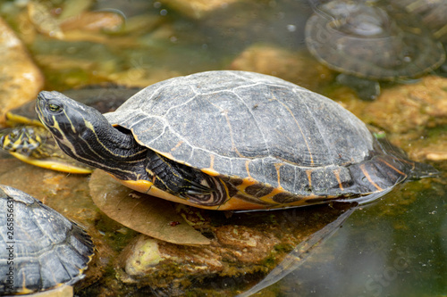 Yellow-bellied slider, land and water turtle, sunbathing in pond