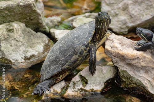 Yellow-bellied slider, land and water turtle, sunbathing in pond