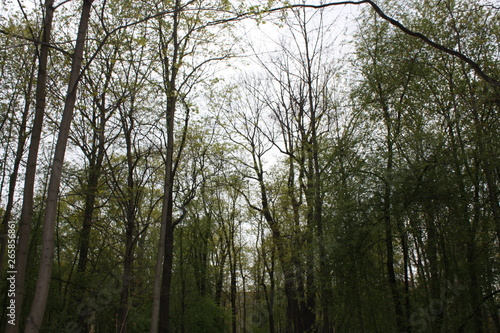 thick green trees in the old park  