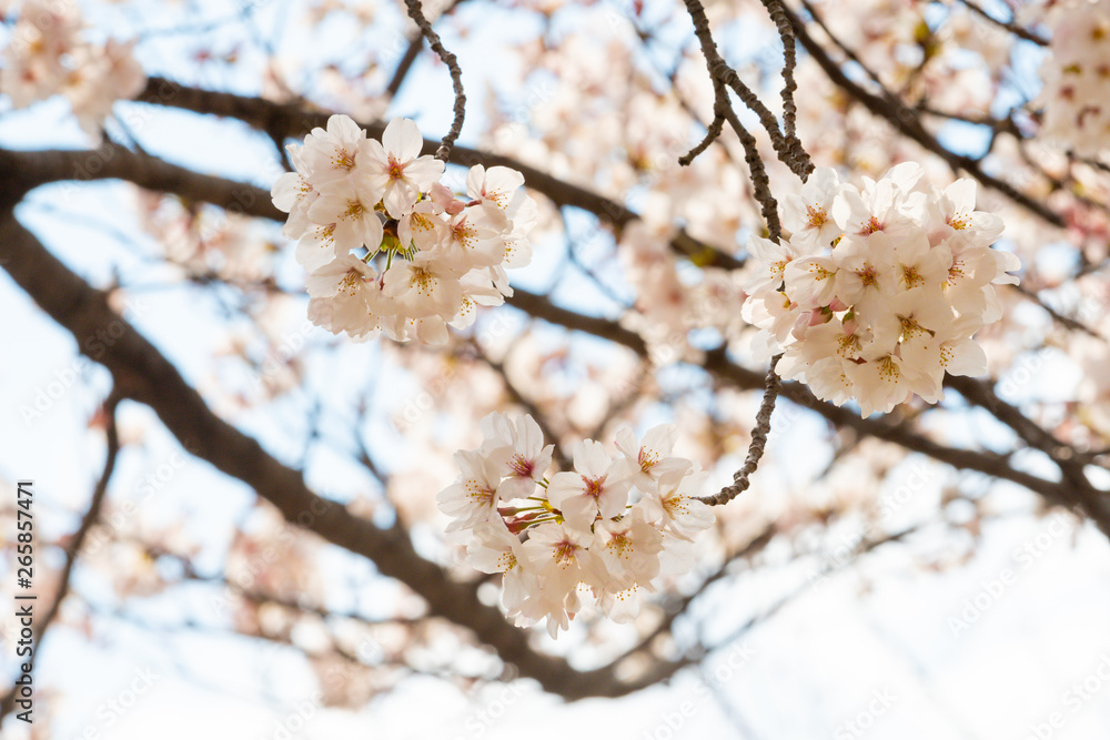 Beautiful cherry blossom sakura in spring time Beautiful cherry blossom sakura in spring time