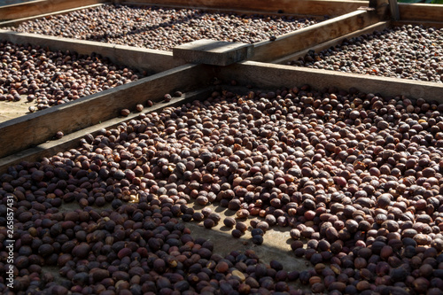 Traditional method of drying mature coffee beans on open grid outside in sun lights, bio coffee farm