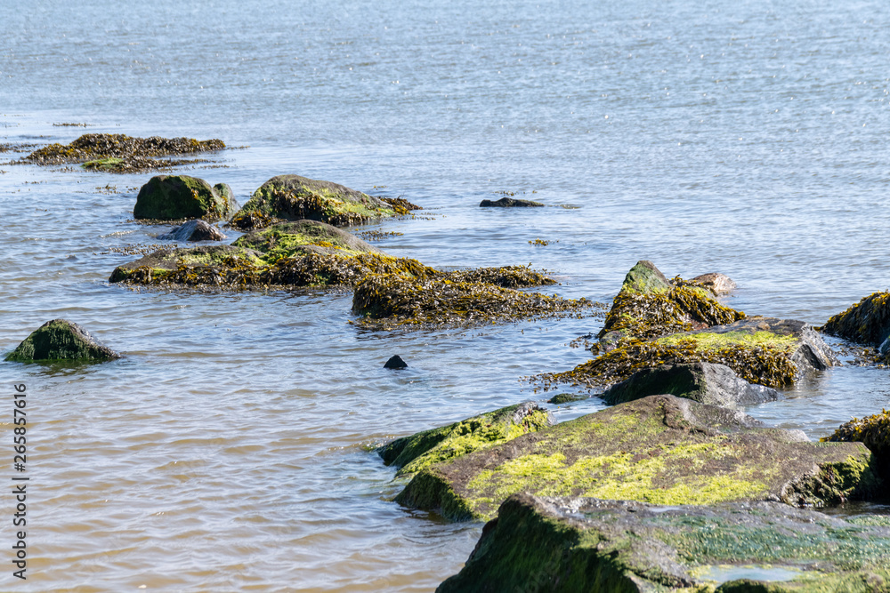 Seaweed and costal rock defences near to the sand beach at Clacton on Sea, Essex, UK