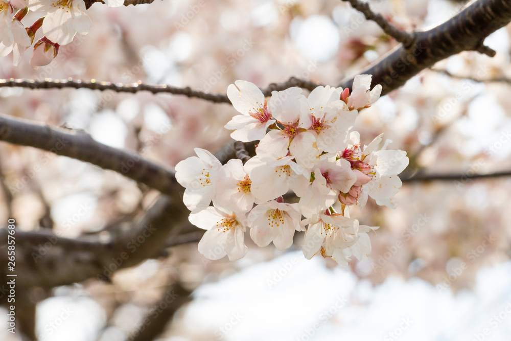 Beautiful cherry blossom sakura in spring time Beautiful cherry blossom sakura in spring time