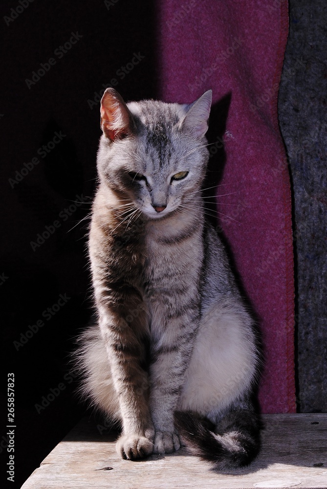 Obraz premium cat with blue eyes